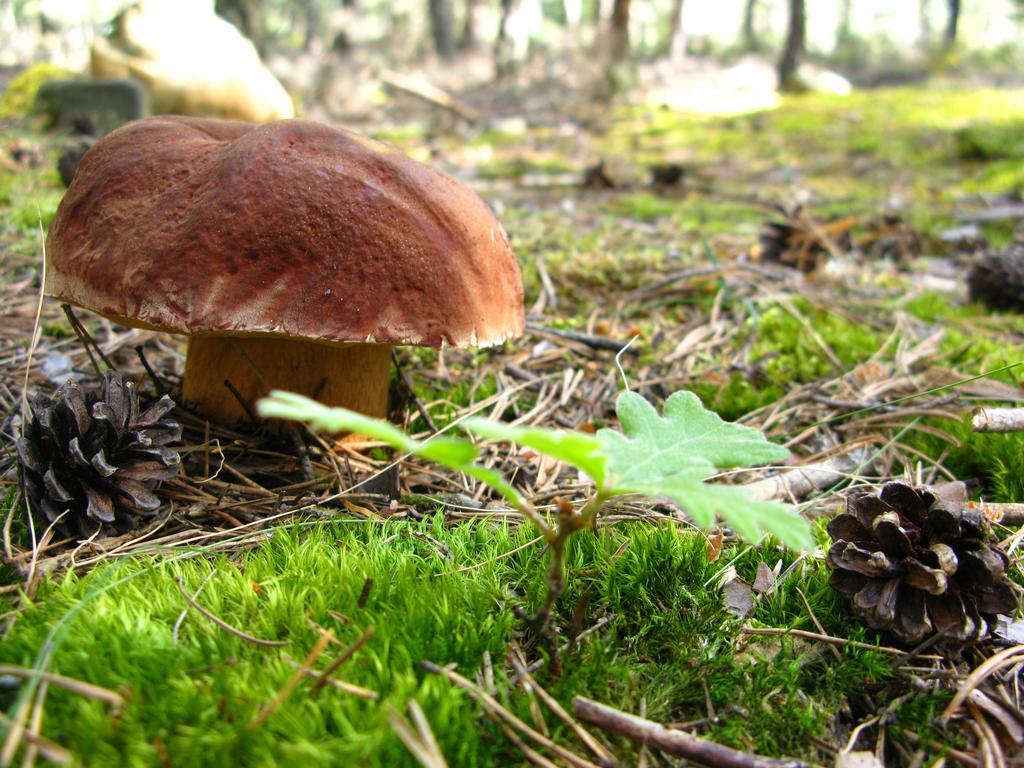 Hosteria Camino Luyego de Somoza Kültér fotó